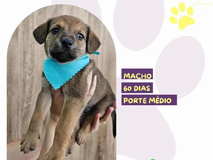 Cachorro ra a SRD-ViraLata idade 2 a 6 meses nome Diego
