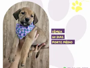 Cachorro raça SRD-ViraLata idade 2 a 6 meses nome Rachel