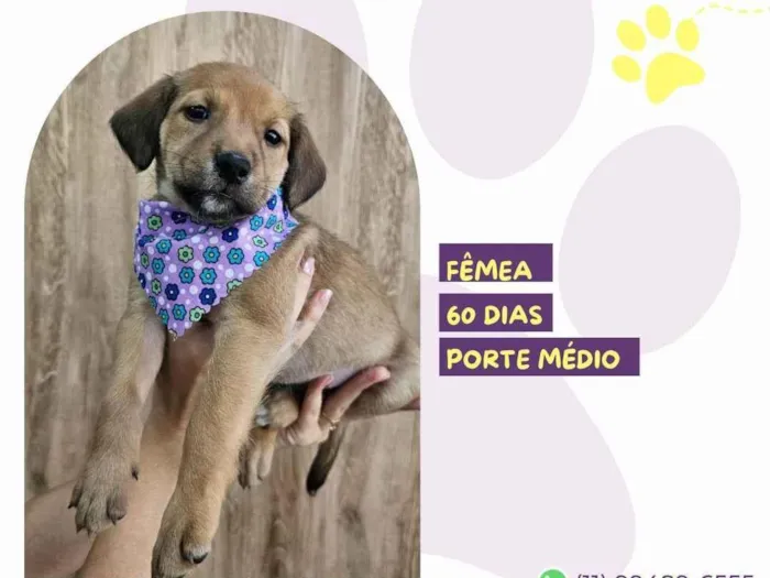 Cachorro ra a SRD-ViraLata idade 2 a 6 meses nome Rachel