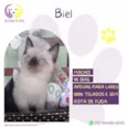Biel