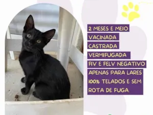 Gato raça SRD-ViraLata idade 2 a 6 meses nome Pitaya