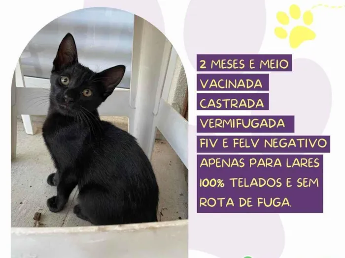 Gato ra a SRD-ViraLata idade 2 a 6 meses nome Pitaya