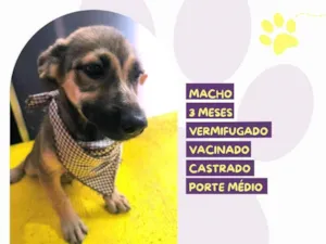 Cachorro raça SRD-ViraLata idade 2 a 6 meses nome Pietro