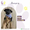 Amora