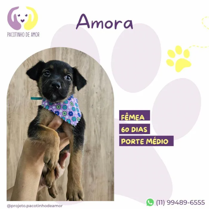 Cachorro ra a SRD-ViraLata idade Abaixo de 2 meses nome Amora
