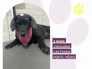 Cachorro raça SRD-ViraLata idade 2 anos nome Neguinha