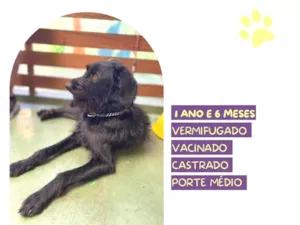 Cachorro raça SRD-ViraLata idade 1 ano nome Nick