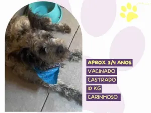 Cachorro raça SRD-ViraLata idade 4 anos nome Pacoca