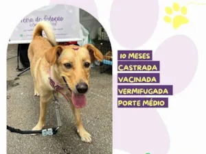 Cachorro raça SRD-ViraLata idade 7 a 11 meses nome Pandora