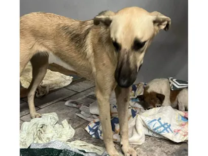 Cachorro raça SRD-ViraLata idade 3 anos nome Sem nome