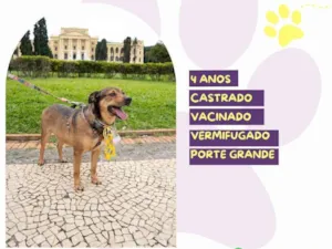 Cachorro raça SRD-ViraLata idade 4 anos nome Pluto