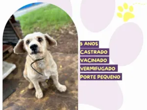 Cachorro raça SRD-ViraLata idade 5 anos nome Popeye