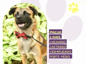 Cachorro raça SRD-ViraLata idade 2 anos nome Pudim