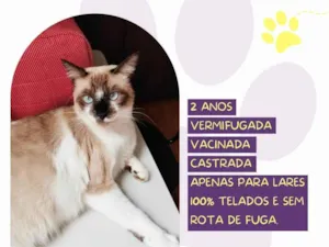 Gato raça SRD-ViraLata idade 2 anos nome Sabrina