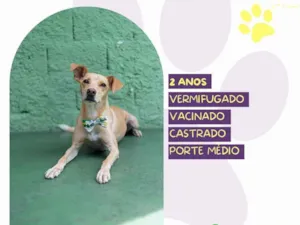 Cachorro raça SRD-ViraLata idade 2 anos nome Start