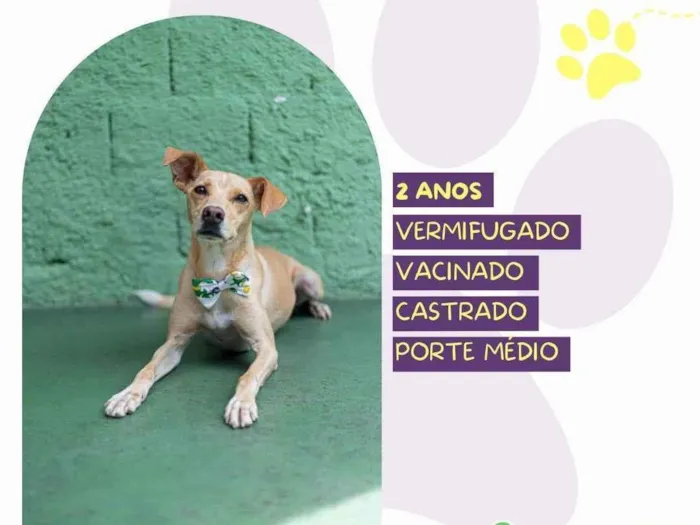 Cachorro ra a SRD-ViraLata idade 2 anos nome Start