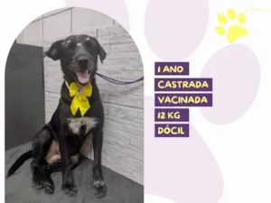 Cachorro raça SRD-ViraLata idade 1 ano nome Susy