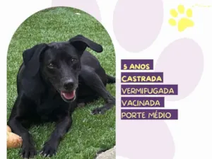 Cachorro raça SRD-ViraLata idade 5 anos nome Tatiane