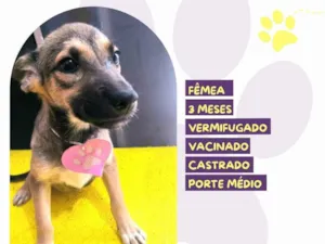 Cachorro raça SRD-ViraLata idade 2 a 6 meses nome Pietra