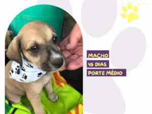 Cachorro raça SRD-ViraLata idade Abaixo de 2 meses nome Mike