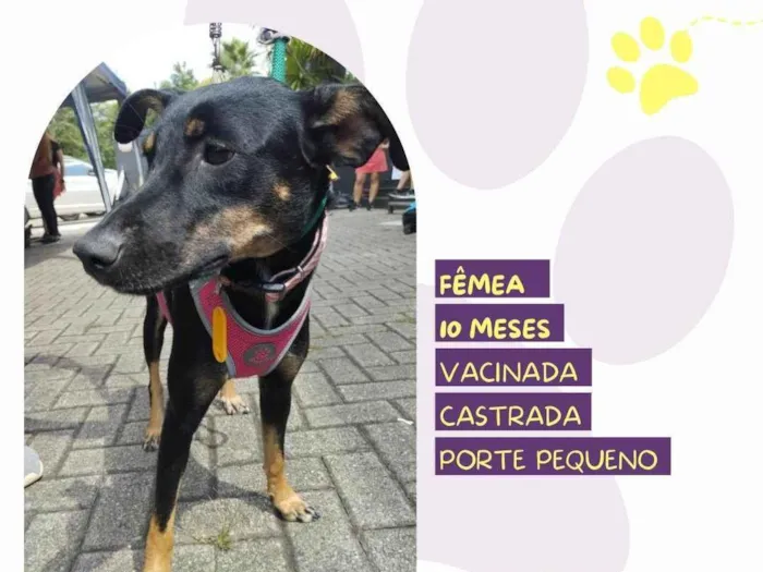 Cachorro ra a SRD-ViraLata idade 7 a 11 meses nome Meg