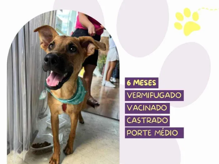 Cachorro ra a SRD-ViraLata idade 7 a 11 meses nome Marlin