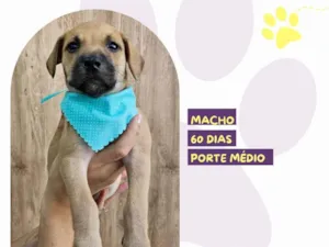 Cachorro raça SRD-ViraLata idade 2 a 6 meses nome Manny