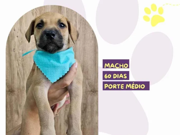 Cachorro ra a SRD-ViraLata idade 2 a 6 meses nome Manny