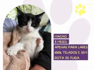 Gato raça SRD-ViraLata idade 2 a 6 meses nome Lobinho