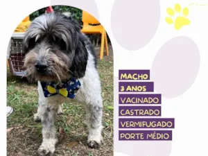 Cachorro raça SRD-ViraLata idade 3 anos nome Douky