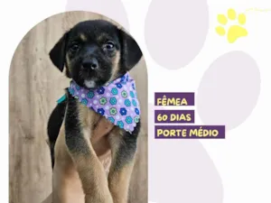 Cachorro raça SRD-ViraLata idade 2 a 6 meses nome Brooke