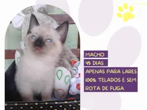 Gato raça SRD-ViraLata idade Abaixo de 2 meses nome Biel