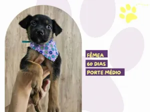 Cachorro raça SRD-ViraLata idade Abaixo de 2 meses nome Amora