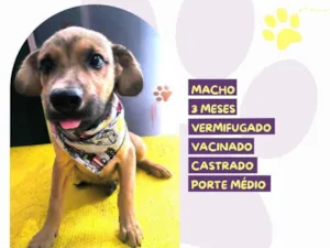 Cachorro raça SRD-ViraLata idade 2 a 6 meses nome Abu