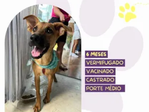 Cachorro raça SRD-ViraLata idade 7 a 11 meses nome Marlin