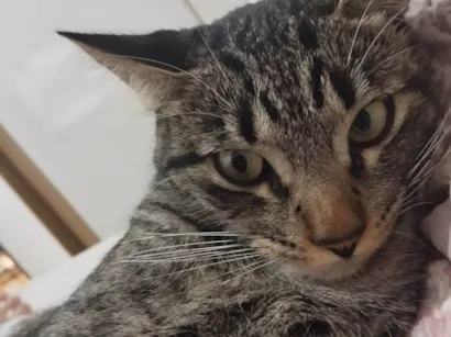 Gato raça vira lata  idade 2 anos nome Biscoito