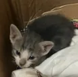 Kitty