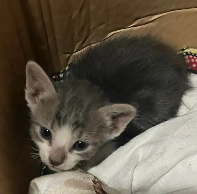 Gato ra a SRD-ViraLata idade Abaixo de 2 meses nome Kitty