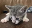 Kitty