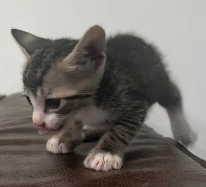 Gato ra a SRD-ViraLata idade Abaixo de 2 meses nome Kitty