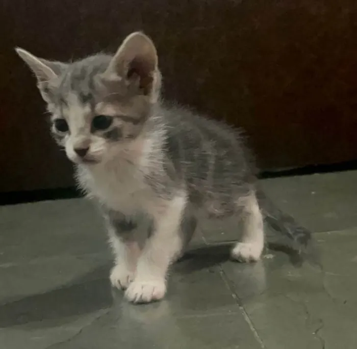 Gato ra a SRD-ViraLata idade Abaixo de 2 meses nome Kitty