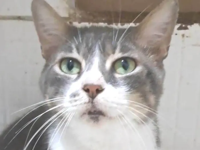 Gato ra a SRD-ViraLata idade 2 anos nome Lord