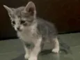 Kitty