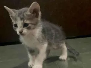 Gato raça SRD-ViraLata idade Abaixo de 2 meses nome Kitty