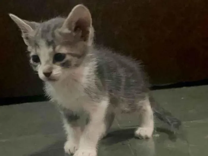 Gato ra a SRD-ViraLata idade Abaixo de 2 meses nome Kitty