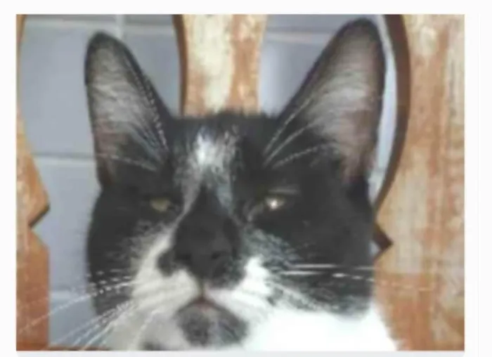 Gato ra a srd frajolinha idade 1 ano nome AYKA