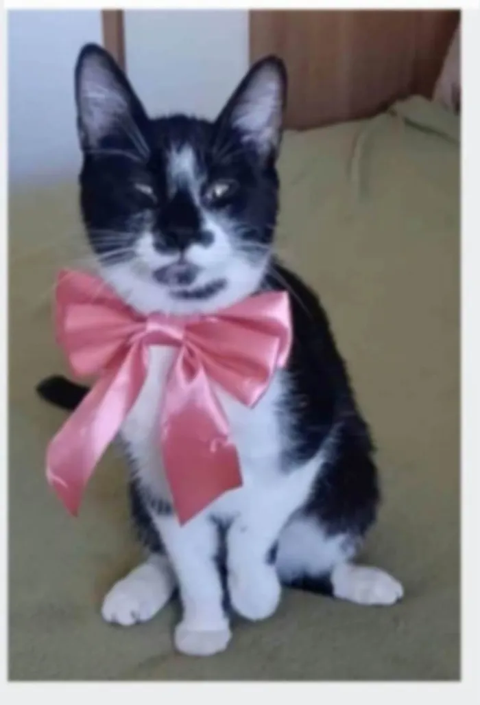 Gato ra a srd frajolinha idade 1 ano nome AYKA