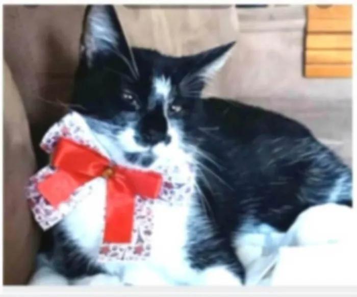 Gato ra a srd frajolinha idade 1 ano nome AYKA