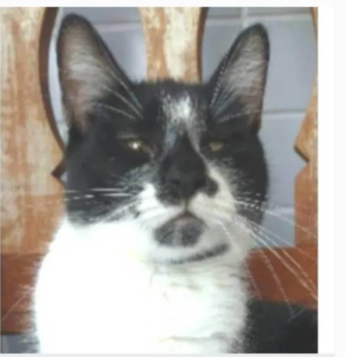 Gato ra a srd frajolinha idade 1 ano nome AYKA