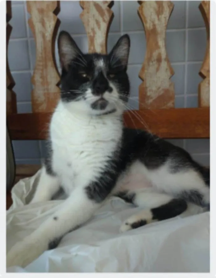 Gato ra a srd frajolinha idade 1 ano nome AYKA
